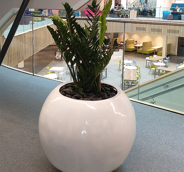 White sphere plant container in office building