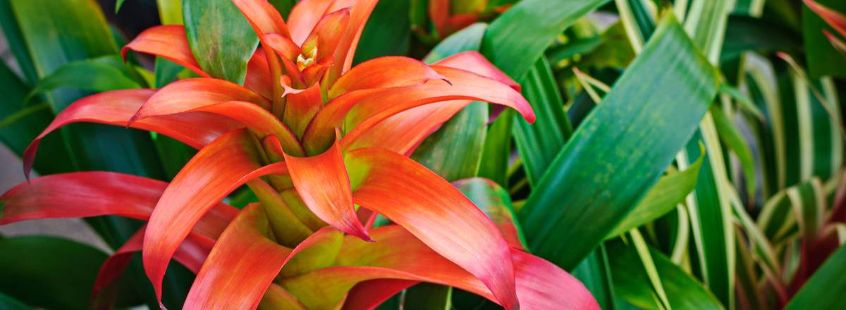 Bromeliads