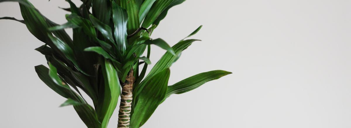 Dracaena