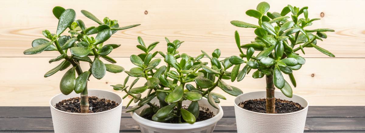 Jade Plant