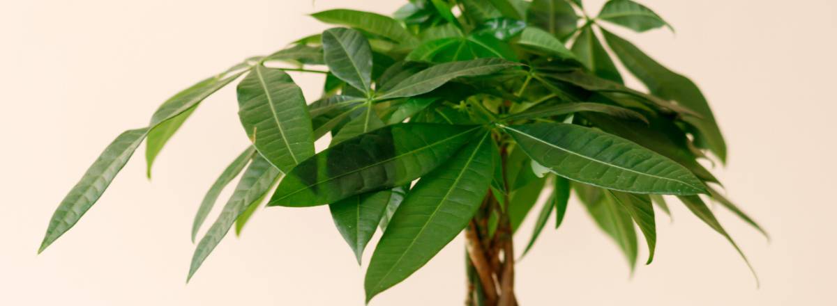 Money Tree