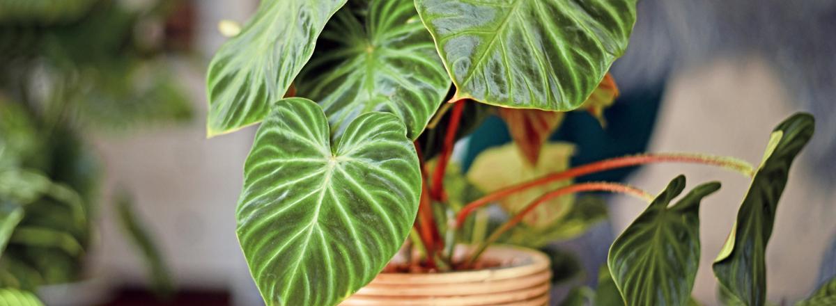 Philodendrons