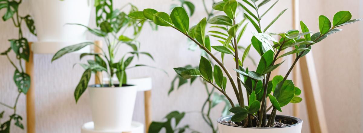 ZZ Plant