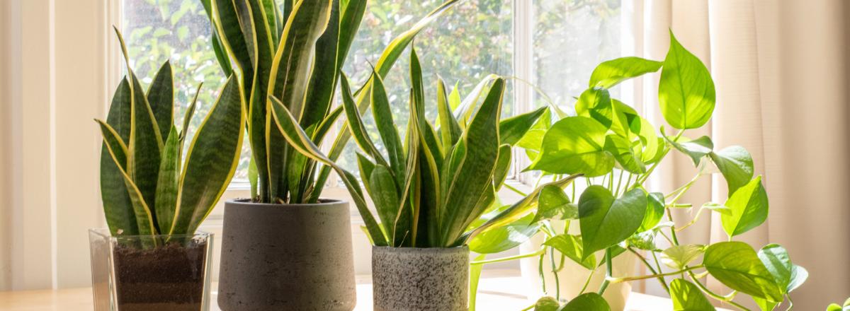 Snake Plant