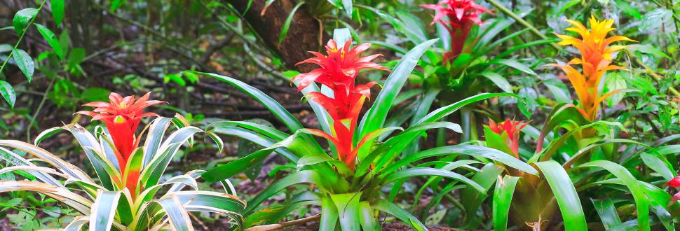 Bromeliads Plant