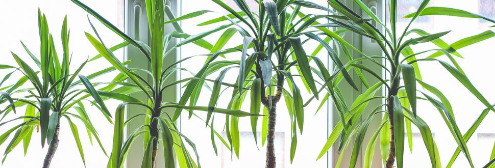Dracaena Plant
