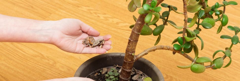 Jade Plant
