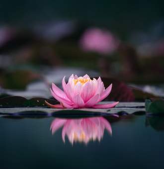 Lotus Flower