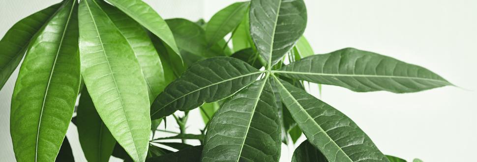 Money Tree