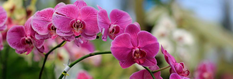 Orchid Plant