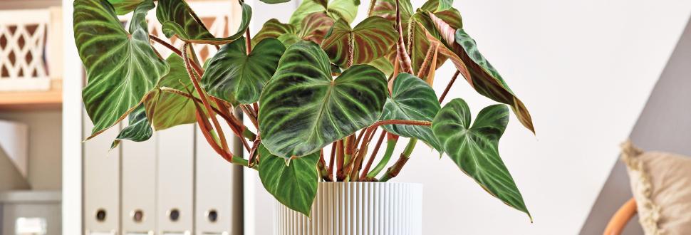 Philodendrons