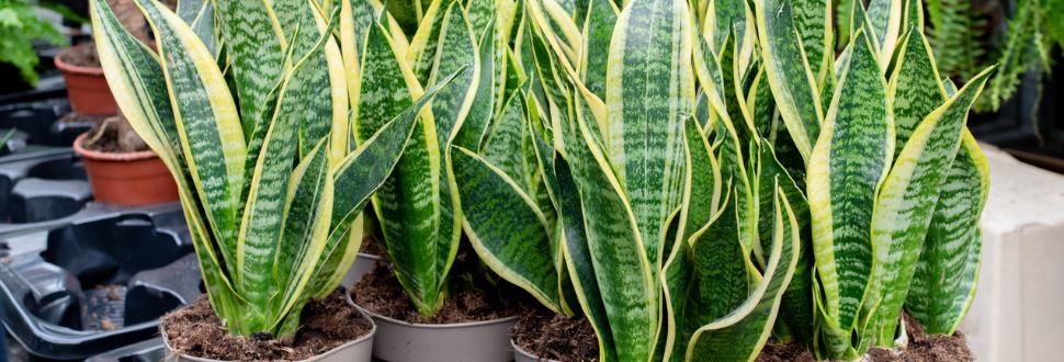 Snake Plant