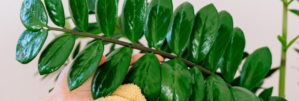 ZZ Plant