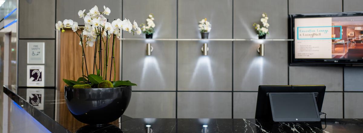 Orchid Plants