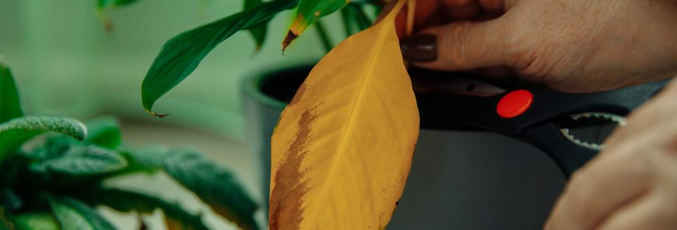 Yellowing Leaves